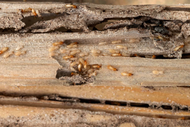 Best Flea Control Services  in Towanda, PA
